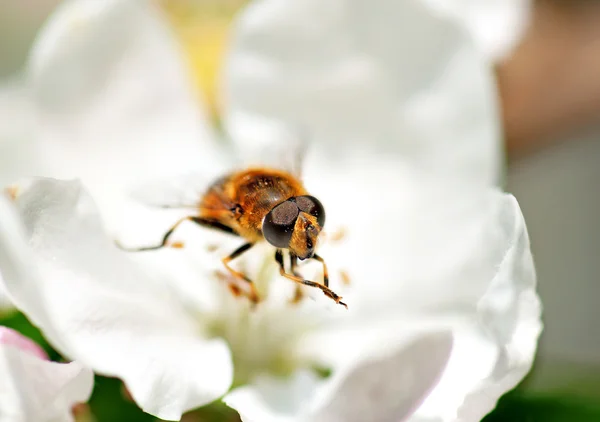 Včela na růže — Stock fotografie