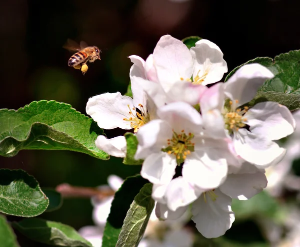 Bee collecting nectar — Stock Photo, Image