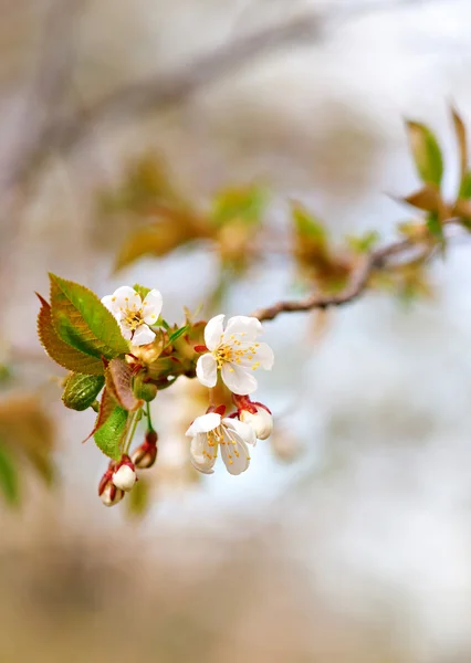 Kwiaty drzewa owocowe — Zdjęcie stockowe