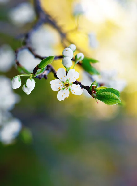 Flor del árbol frutal — Foto de Stock