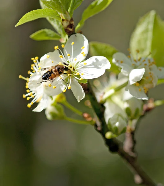 Arı toplama nektarı — Stok fotoğraf