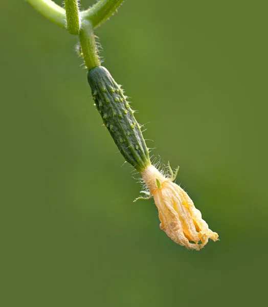 Malá okurka — Stock fotografie