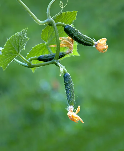 Small cucumbers — Stock Photo, Image