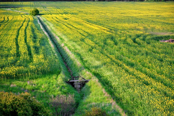 Campo de colza de aceite — Foto de Stock