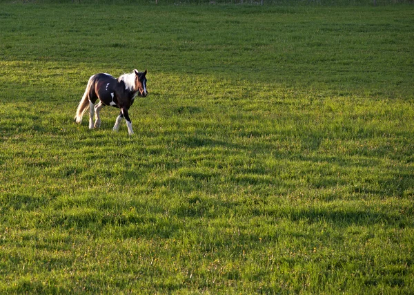Лошадь на поле — стоковое фото