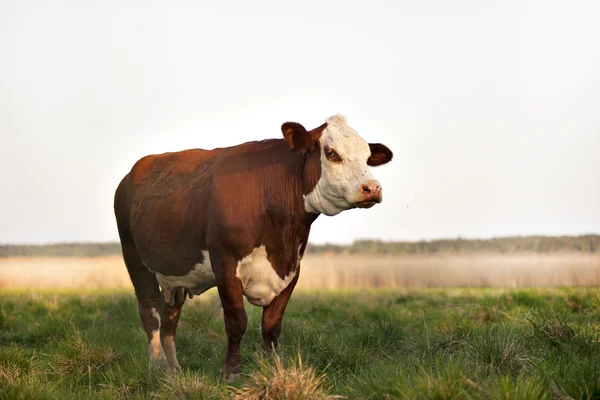 Vaca marrom no campo — Fotografia de Stock