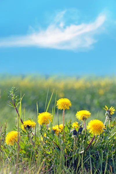 Yellow dandelions — Stock Photo, Image