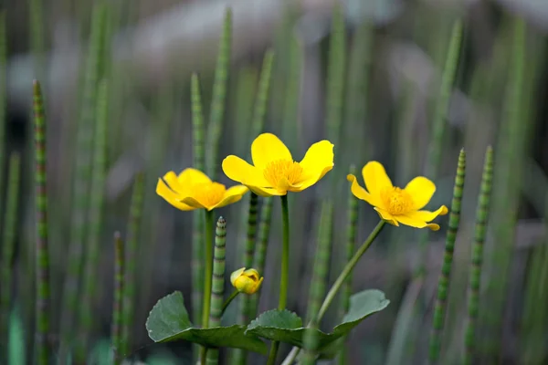 Marsh marigold — Stock Photo, Image