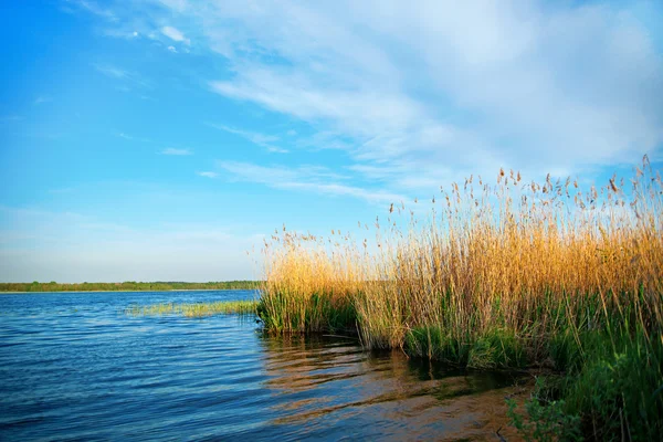 Kamış ile göl — Stok fotoğraf