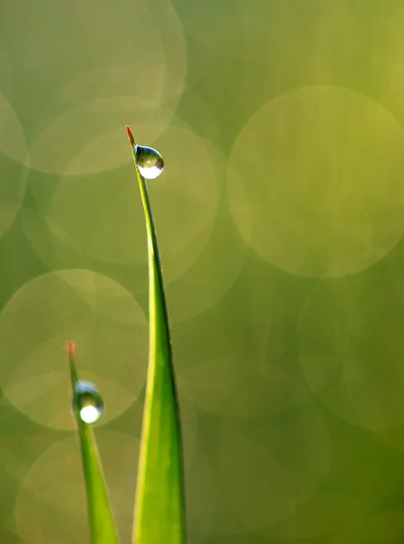 Gota de chuva na grama — Fotografia de Stock