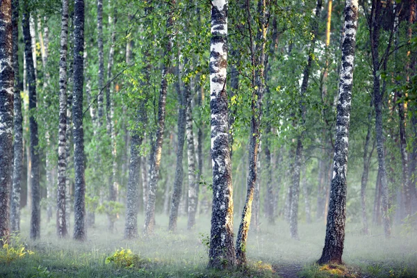 Foresta di betulla su mattina nebbiosa — Foto Stock