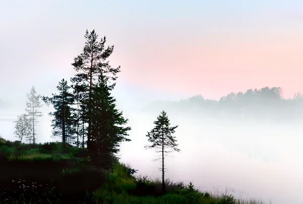 Pine trees in foggy landscape — Stock Photo, Image