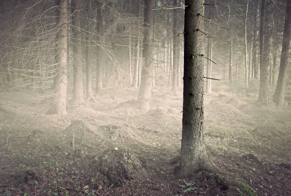 Baum in gespenstischem Wald — Stockfoto