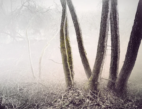 Träd i dimmigt träsk — Stockfoto