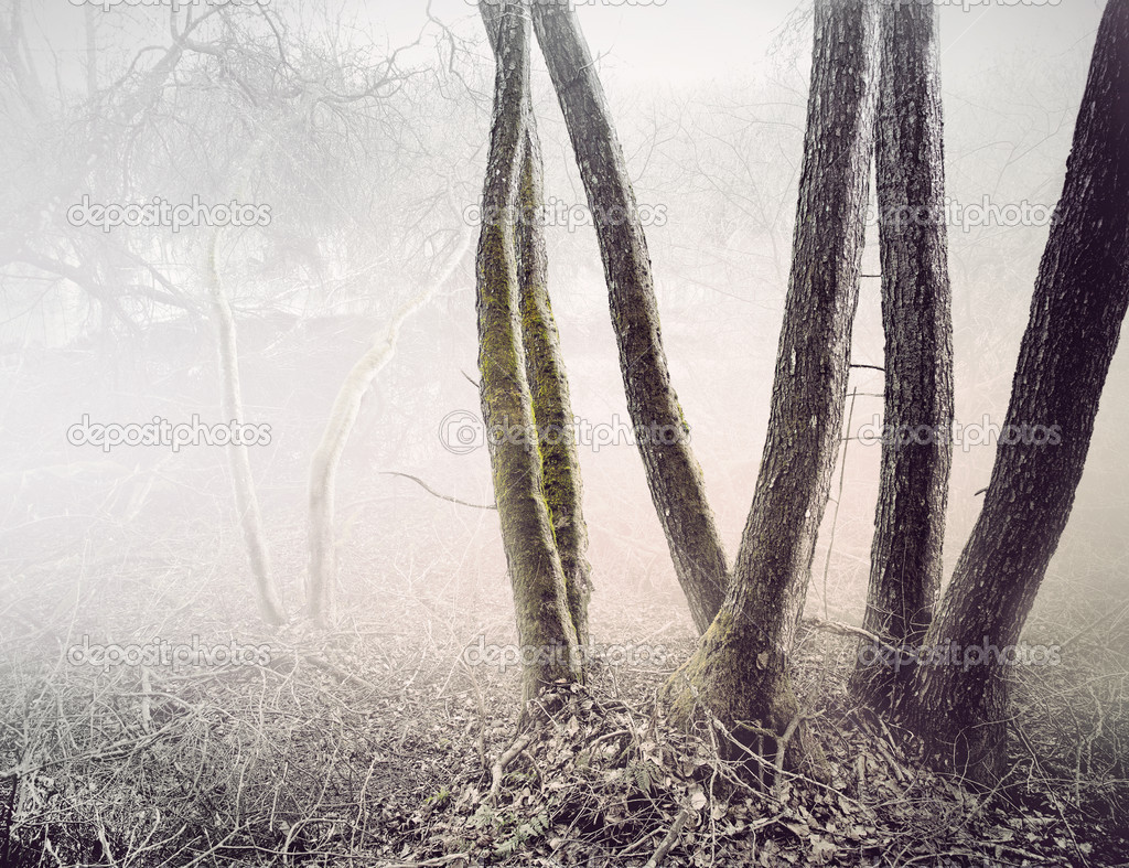 Trees in foggy swamp