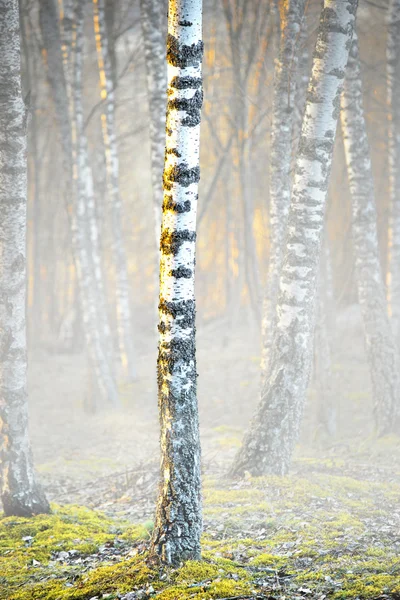 Birch trees in fog — Φωτογραφία Αρχείου