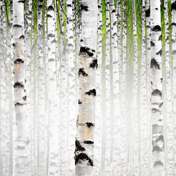 Birch trees