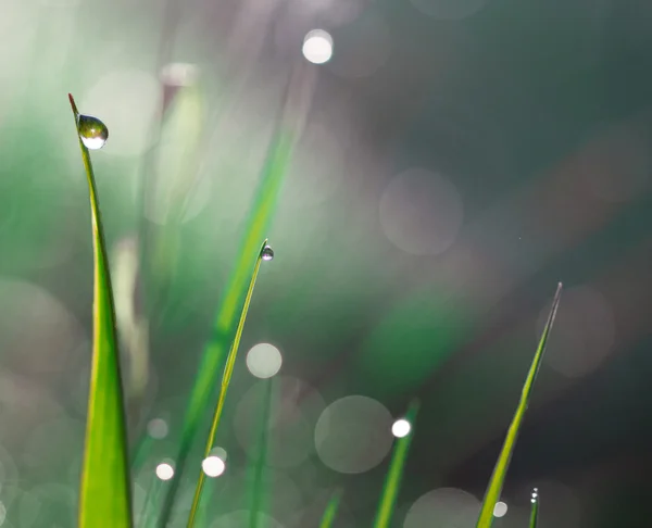 Gotas de chuva na grama — Fotografia de Stock