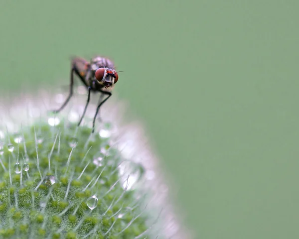 Fly s červenýma očima — Stock fotografie