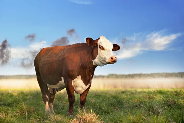 Braune Kuh auf dem Feld — Stockfoto