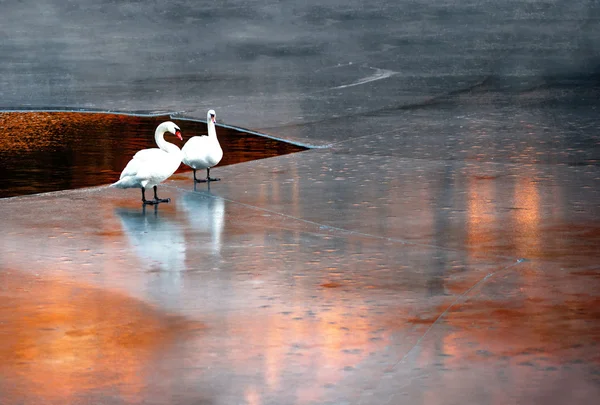 Cisnes sobre hielo —  Fotos de Stock