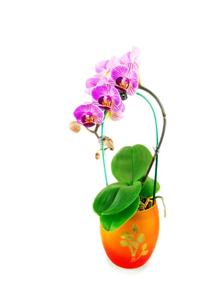 Orquídea em vaso laranja — Fotografia de Stock