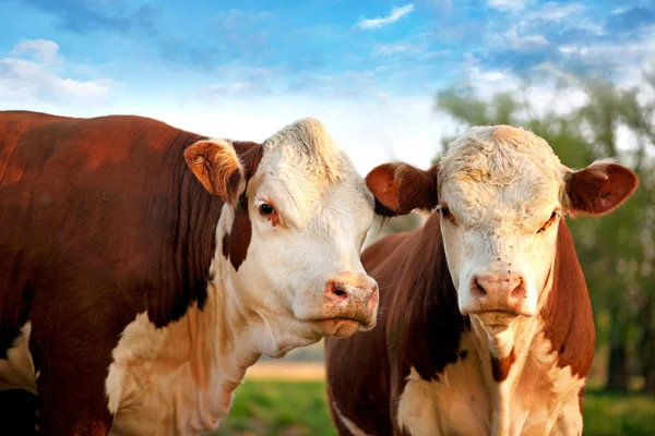 Zwei neugierige Kühe — Stockfoto