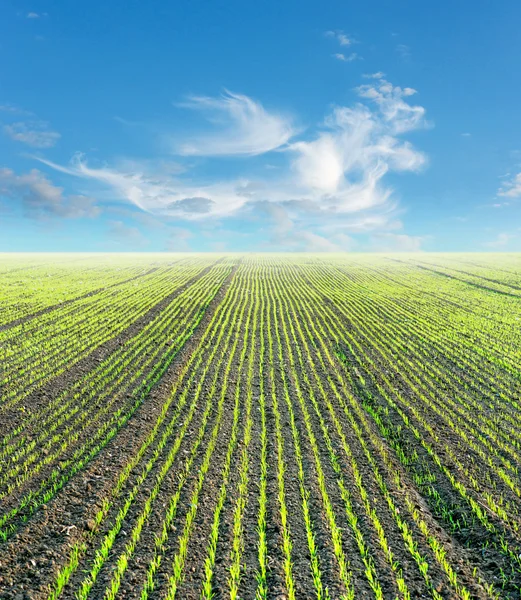 Fild met planten in het voorjaar van — Stockfoto