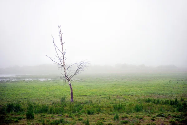 Birch tree in swamp — Stock Photo, Image