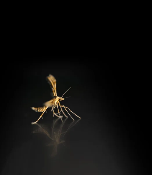 在黑暗的背景上的 bug — 图库照片