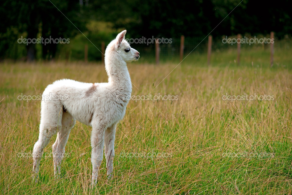1 784 Baby Llama Images Free Royalty Free Stock Baby Llama Photos Pictures Depositphotos