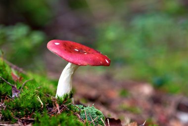 kusturucu russula