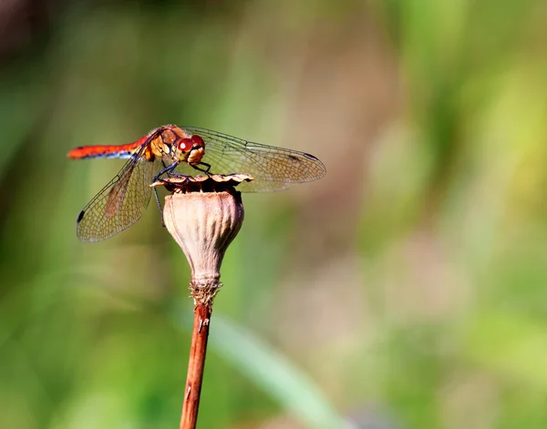 Mosca do dragão — Fotografia de Stock