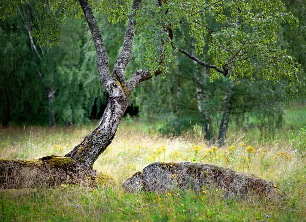 Birch tree in de zomer — Stockfoto