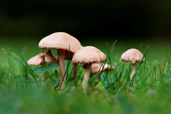 Mushrooms in grass — Stock Photo, Image