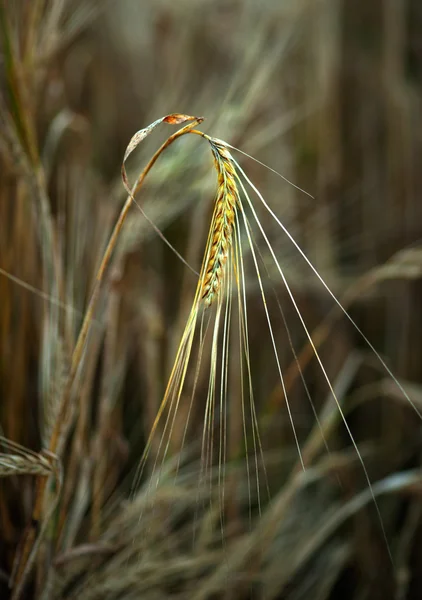 Wheat on field — Stock Photo, Image