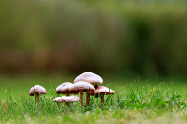 Champiñones en hierba — Foto de Stock