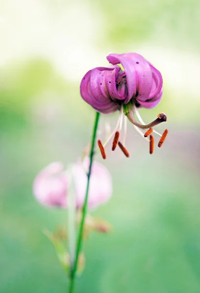 Flor de lírio selvagem — Fotografia de Stock