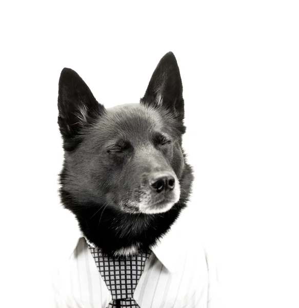 Dog as tired businessman — Stock Photo, Image