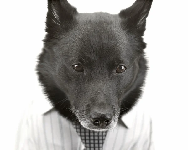 Dog as serious businessman — Stock Photo, Image