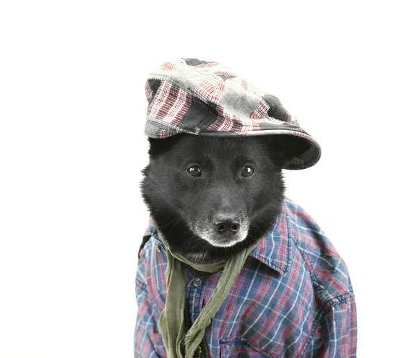 Собака в повседневной одежде — стоковое фото