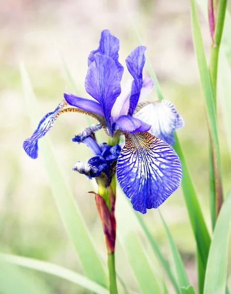Szibériai iris — Stock Fotó