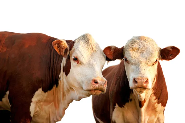 Dos vacas curiosas — Foto de Stock