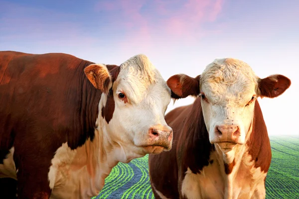 Две любопытные коровы — стоковое фото