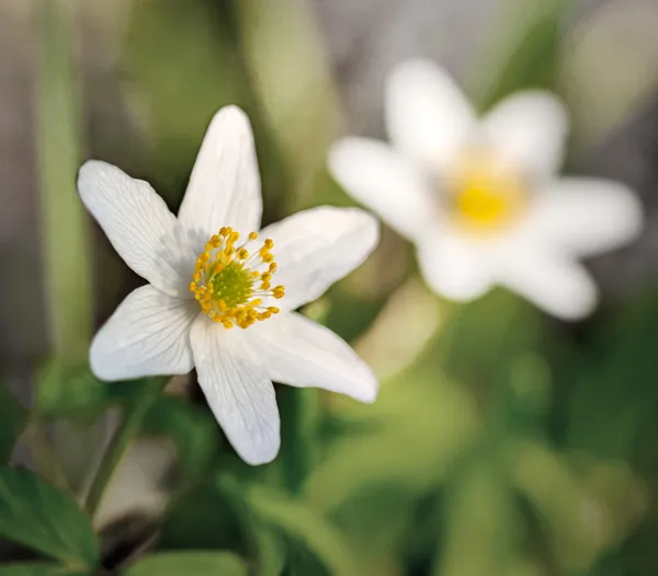 Anemone nemorosa — Stockfoto