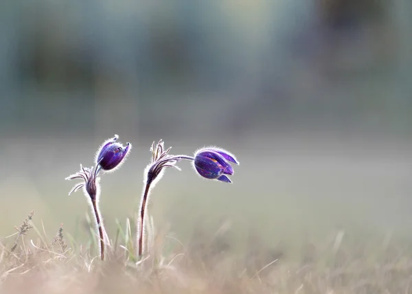 Pasque flowers — Stock Photo, Image