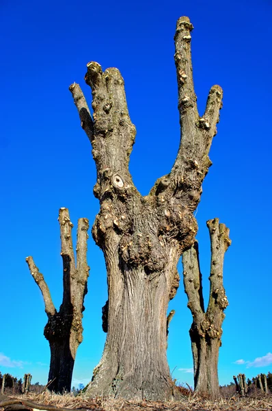Nakna gamla träd på blå himmel — Stockfoto