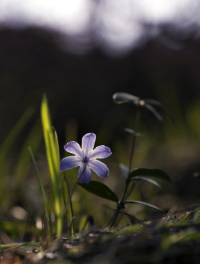 scilla siberica