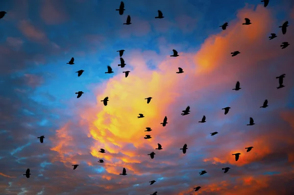 Flock of jackdaws — Stock Photo, Image