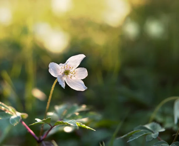 Windflower — 스톡 사진